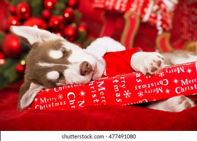 Sleeping Christmas Husky Puppy