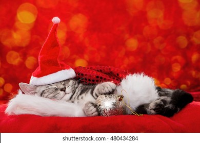 Sleeping Christmas Kitten