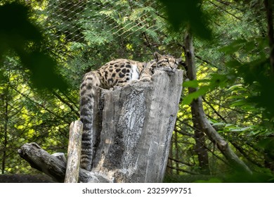 A Sleeping Clouded Leopard in Captivity - Powered by Shutterstock