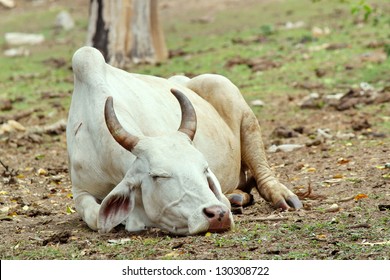 A sleeping cow in a farm