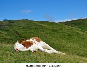sleeping cow on a high mountain pasture. Alps, Italy.