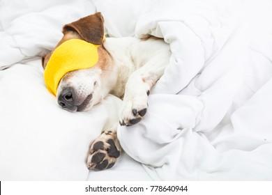 Sleeping Cozy Dog In White Bed And Yellow Sleeping Mask