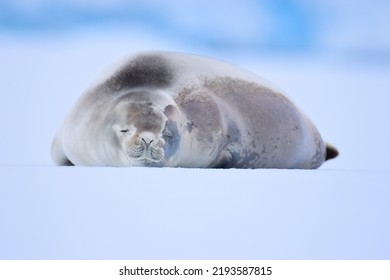 Sleeping Crabeater Seal On An Ice Sheet In Antarctica At Eye Level, Close Up