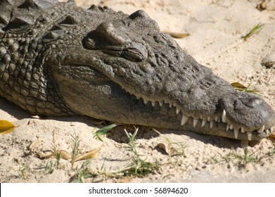 Sleeping Crocodile A Nile Crocodile  - Crocodylus Niloticus - With Its Eyes Closed.  Egypt, Africa.