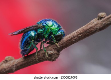 sleeping cuckoo wasp