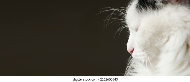 Sleeping Cute Cat Face. Side View Of Black White Cat Face On Black Background. Copy Space For Your Text