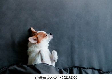 Sleeping Cute Chihuahua dog under blanket  in bed