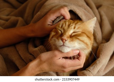 Sleeping cute ginger cat in a home bed. Woman stroking her cat. Domestic adult senior tabby cat having a rest. Pet therapy. - Shutterstock ID 2153907449