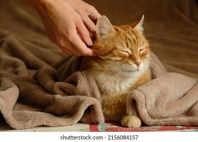 Sleeping cute ginger cat in a home bed. Woman stroking her cat. Domestic adult senior tabby cat having a rest. Pet therapy. - Shutterstock ID 2156084157