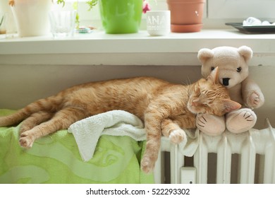 ginger cat teddy