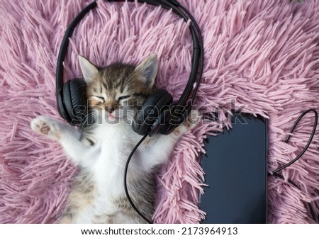 Sleeping cute little kitten in headphones and with a phone on a pink soft pillow. Pet comfort. Favorite pet. Humor