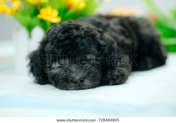 Sleeping Cute Puppy Dog Lying On Stock Photo Edit Now 728484805