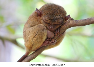 Sleeping cute tarsier, Bohol Island, Phlippines