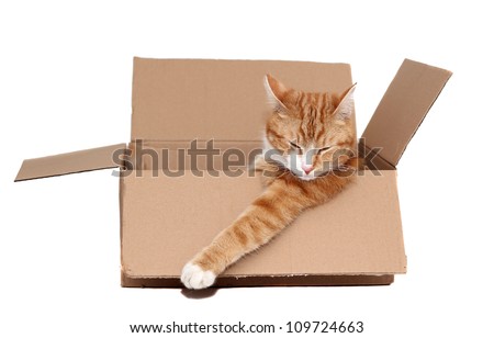 sleeping cute tomcat in removal box