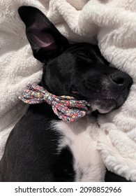 Sleeping dapper puppy on soft blanket. Bow tie