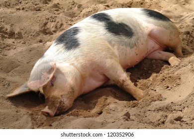 Sleeping Dirty Pig On Sand