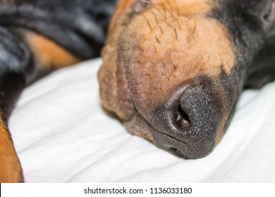 Sleeping Doberman Black Nose Close Up On White Linen.