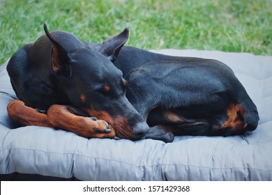 Sleeping Doberman, Black And Tan, Shiny