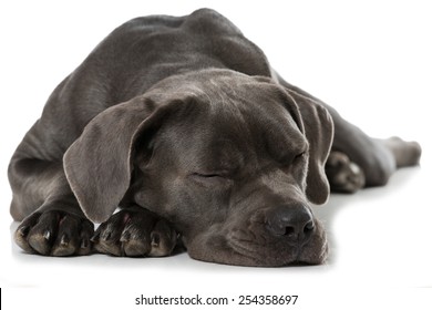 Sleeping Dog