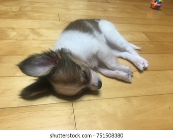 A sleeping dog
