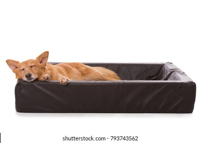 Sleeping Dog In A Dog Bed Isolated On White