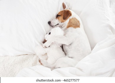 Sleeping dog at bed. Pet at home