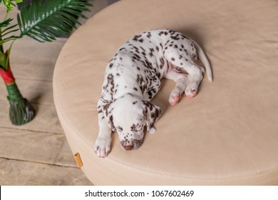 how many hours a day do dalmatians sleep