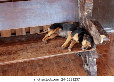 sleeping dog at a bench