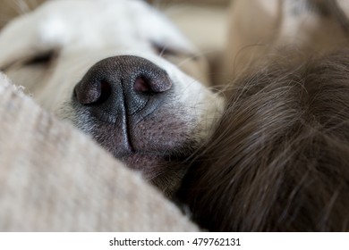 Sleeping Dog With Black Nose Is Snoring In His Bed With His Head On A People's Head
