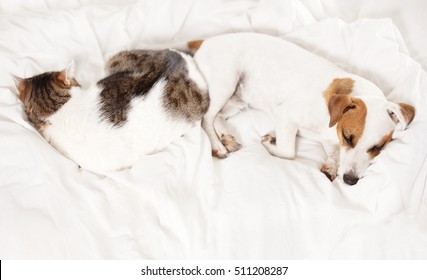 Sleeping Dog And Cat At Bed. Pets At Home