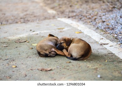 Sleeping Dog Curled Up