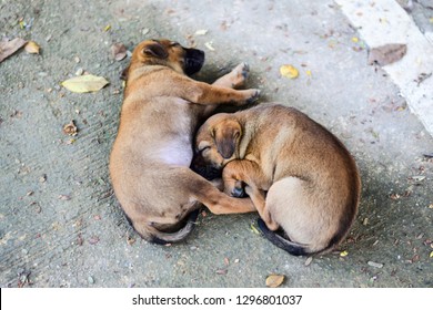 Sleeping Dog Curled Up