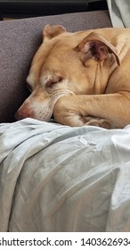 Sleeping Dog Curled Up On Couch