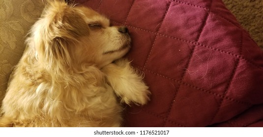 Sleeping Dog In Front Of The Fire