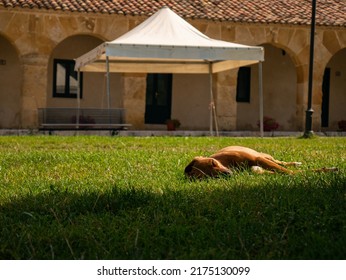 Sleeping Dog In Green Grass Field