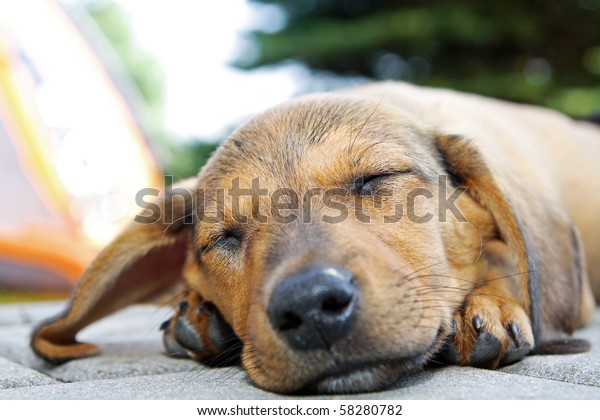 Sleeping Dog Laying On Floor Stock Photo (Edit Now) 58280782