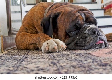 Sleeping Dog On A Carpet With Tongue Outside