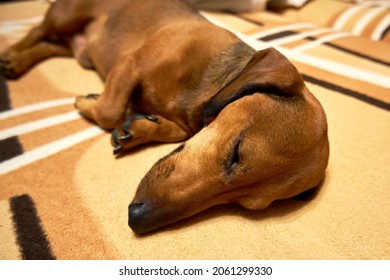 Sleeping Dog On The Couch