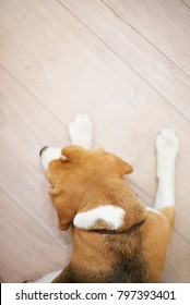 Sleeping Dog On Wooden Floor Above Top View