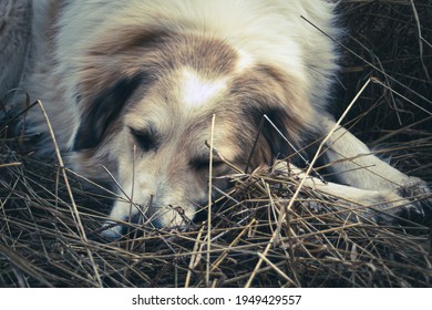 Sleeping Dog Outside, Laying In A Straw Bed, Showing Her Heart Marking On Her Head 