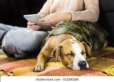 Sleeping Dog With Reading Human. Human With Tablet Pc On The Floor With A Sleepy Lazy Puppy Covered In Plaid