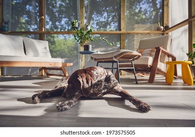 A Sleeping Dog In A Screened Porch