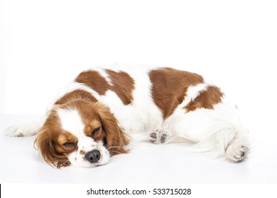 
Sleeping Dog. Dog Sleeping In Studio. White Background. Cavalier King Charles Spaniel Sleep.