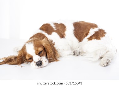 
Sleeping Dog. Dog Sleeping In Studio. White Background. Cavalier King Charles Spaniel Sleep.