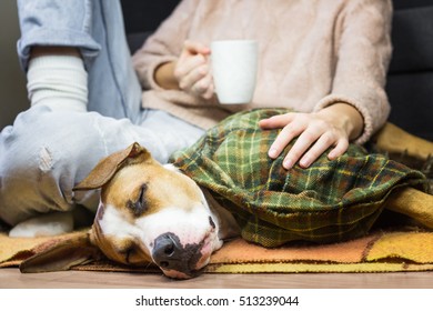 Sleeping Dog In Throw Blanket With Human. Sick Or Sleeping Puppy Covered In Plaid Together With Female Human In Jeans And Woolen Sweater Who Drinks Tea Or Coffee