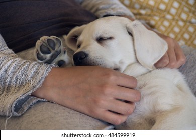 sleeping dog - tired labrador puppy is lying on the legs of a woman - Shutterstock ID 484599919
