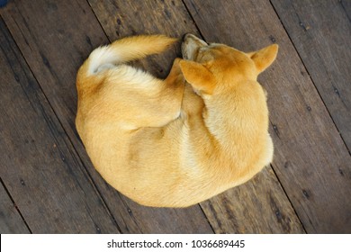 The Sleeping Dog In The Top View                   