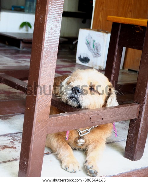 Sleeping Dog Under Desk Stock Photo Edit Now 388564165