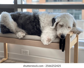 Sleeping dog at the window 