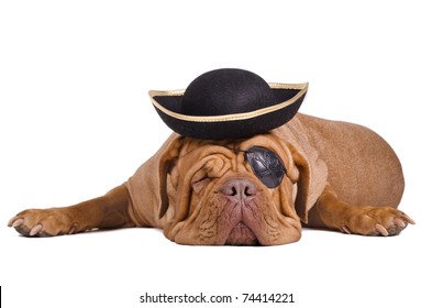 Sleeping dogue de bordeaux dressed as a caribbean pirate with eye patch and hat